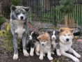 /album/akita-inu/akita-1-igallery-image0000699-igallery-image0000006-640x480-logo-server-haficicz-jpg/
