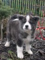 /album/akita-inu/akita-5-igallery-image0000701-igallery-image0000008-640x480-logo-server-haficicz-jpg/