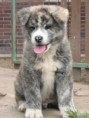 /album/akita-inu/akita-14-igallery-image0000702-igallery-image0000009-640x480-logo-server-haficicz-jpg/