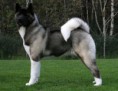 /album/akita-inu/akita1-jpg/