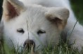 /album/akita-inu/akita3-jpg/