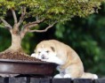 /album/akita-inu/akita5-jpg/