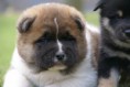 /album/akita-inu/akita9-jpg/