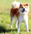 /album/akita-inu/ichiro-jpg/