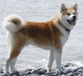 /album/akita-inu/japaneseakita-jpg/