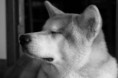 /album/akita-inu/akita7-jpg/