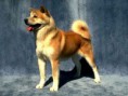 /album/akita-inu/akita-inu-3-jpg/