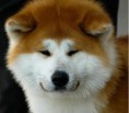 /album/akita-inu/akita-inu-japanese-akita5-jpg/