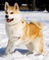 /album/akita-inu/akitasf4-jpg/